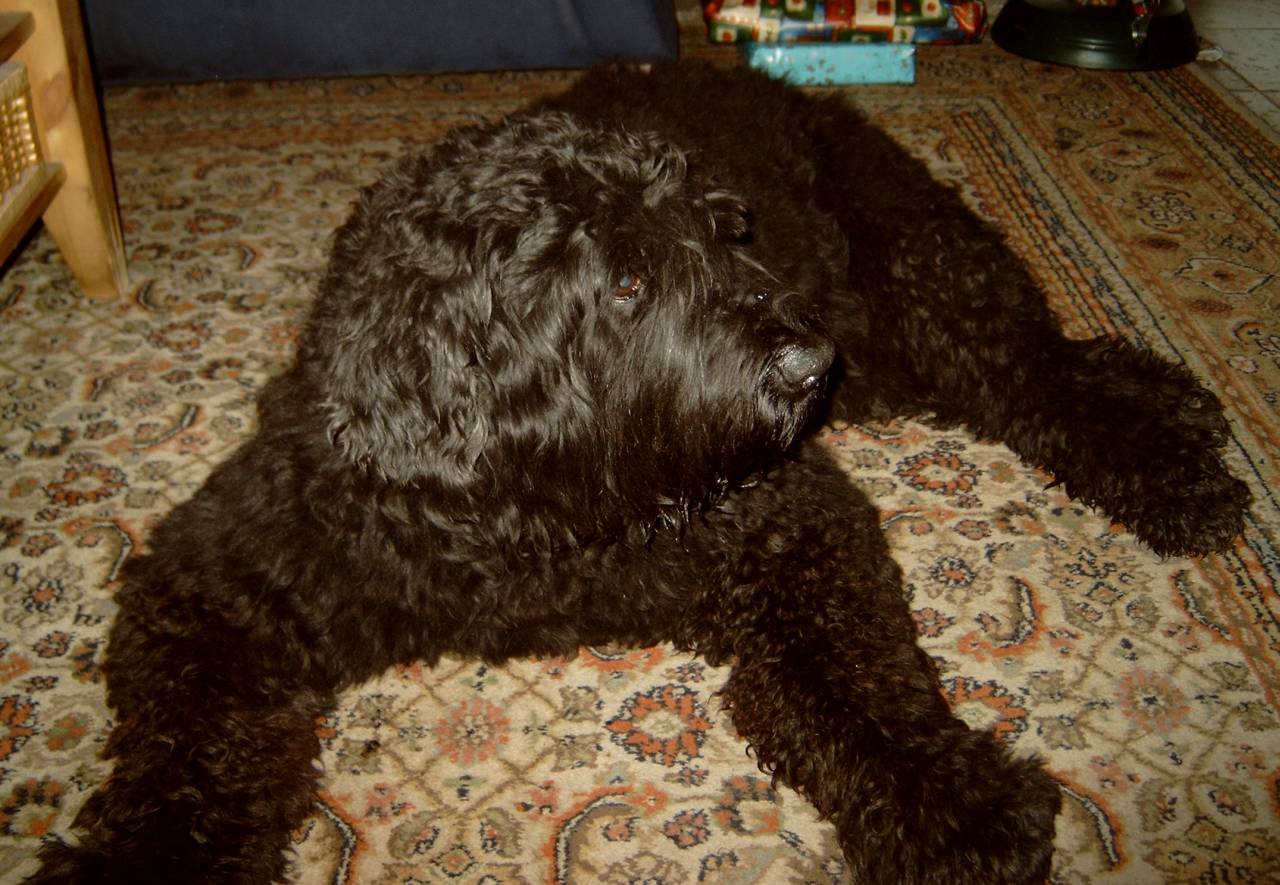 Quincy-Mistral vom Fackelkamp - Bouvier des Flandres